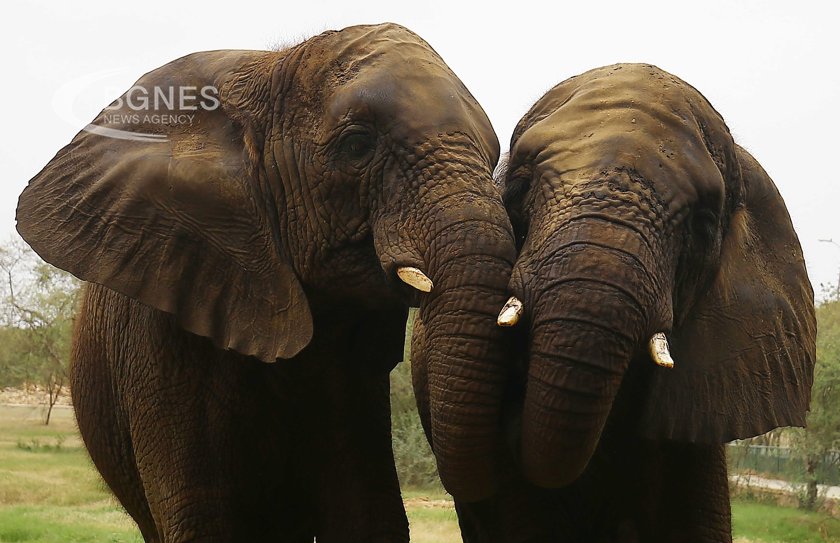 Причината за мистериозните масови смъртни случаи на африкански слонове най-накрая