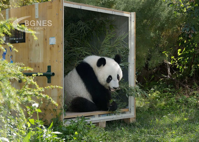 И трите гигантски панди във вашингтонската зоологическа градина започват еднопосочно