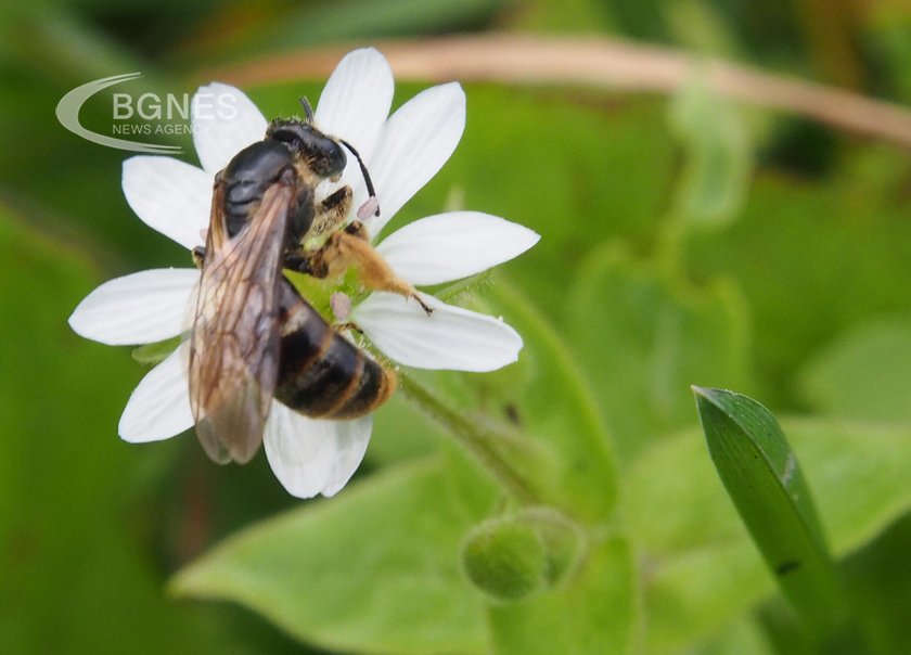 Пчелите посещават основно ентомофилните растения, част от които са именно