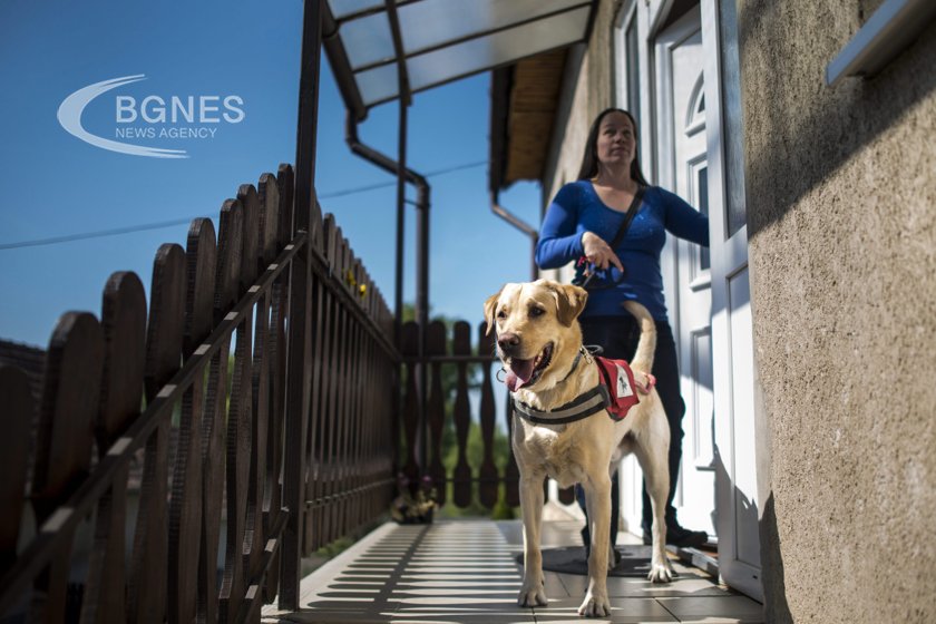В САЩ специално обучено куче спаси момиче с диабет чиято