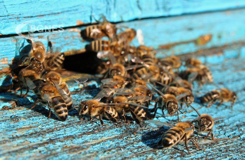 Медоносните пчели заедно с други насекоми опрашители са сред най засегнатите от