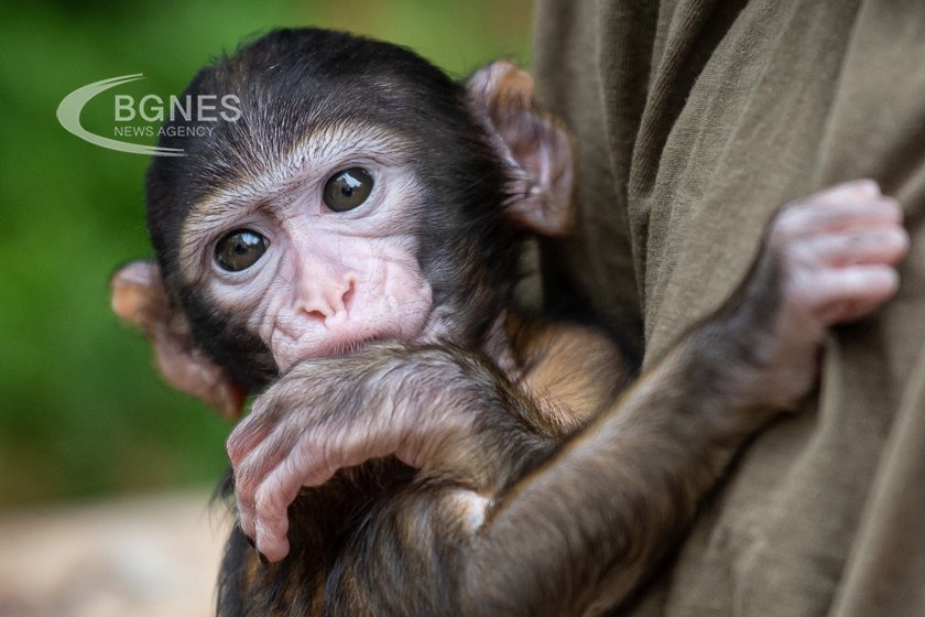Китайски изследователи са клонирали първата маймуна резус вид който