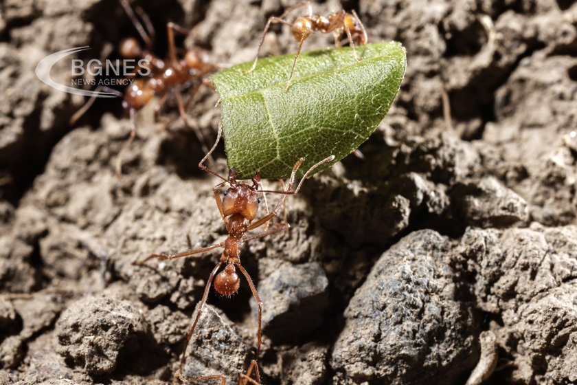 Червените огнени мравки образуват салове за да се придвижват по