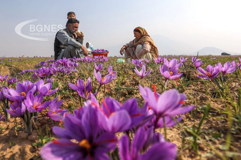 Наричаният растение чудо шафран който расте в турския град Сафранболу в