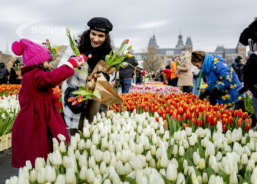 Нидерландия отбеляза Националния ден на лалето През 2024 г празникът