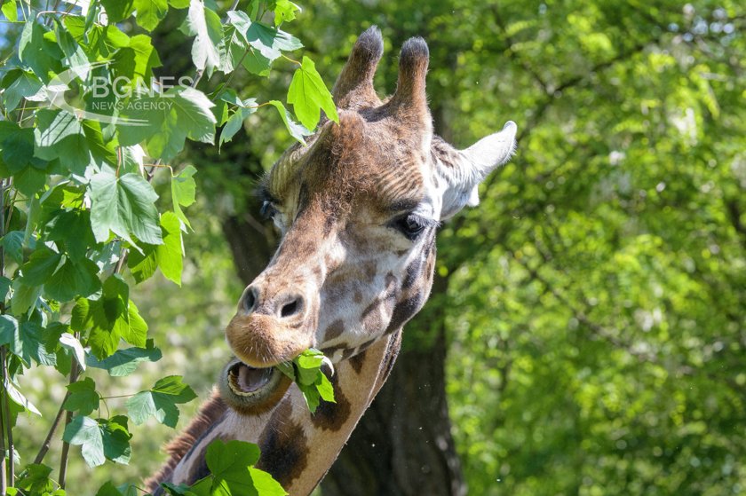 Мъжкият жираф наречен Бенито започна около 2000 километровото си пътуване от