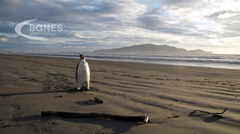 Четири нови колонии от императорски пингвини са идентифицирани в Антарктида