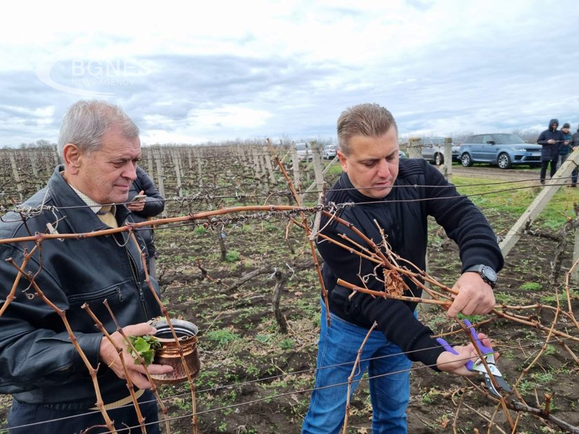Винопроизводители от района на Поморие все по често се завръщат към