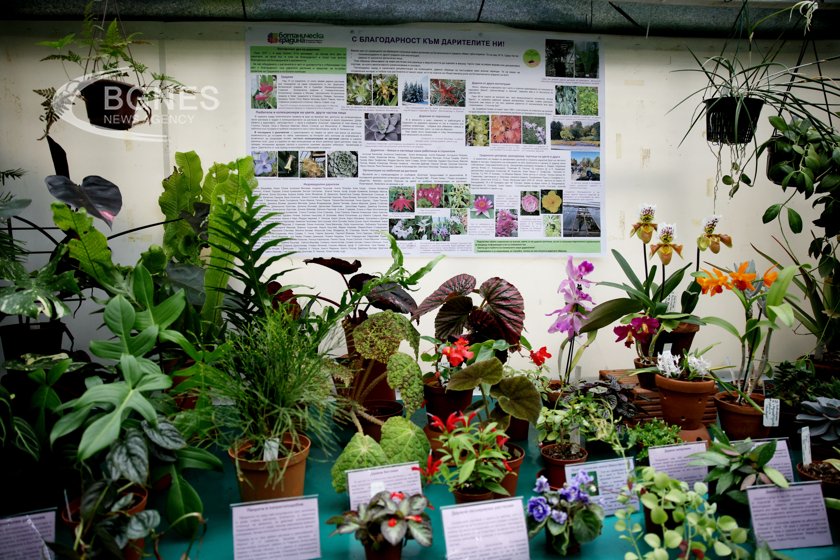 Този уикенд Ботаническата градина на БАН представя уникално Бонсай шоу