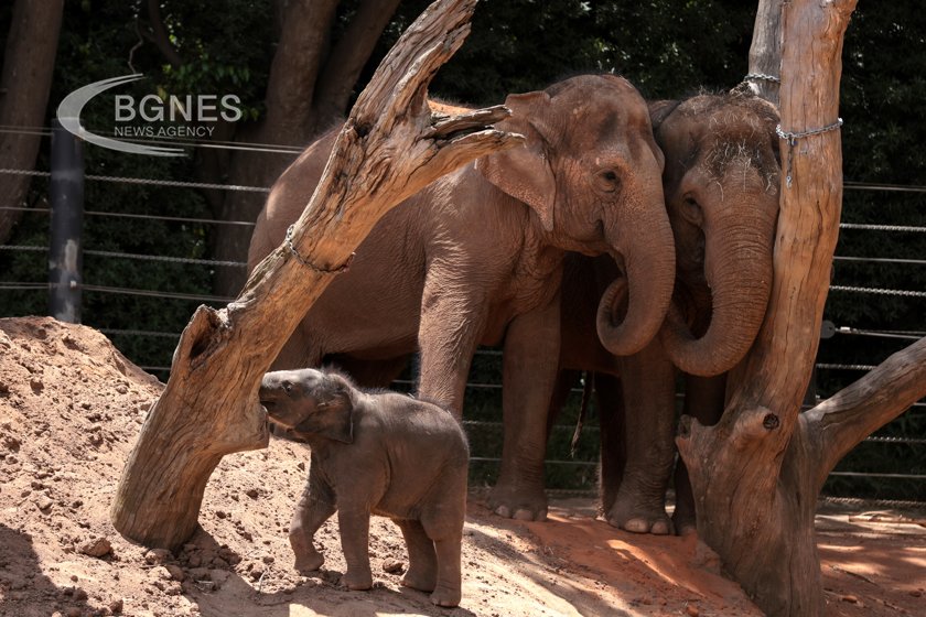 Азиатските слонове погребват и оплакват мъртвите си малки сочи проучване