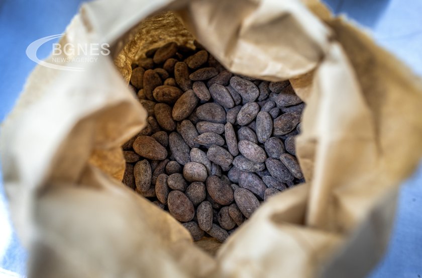 Цените на какаото в Ню Йорк достигнаха исторически връх над