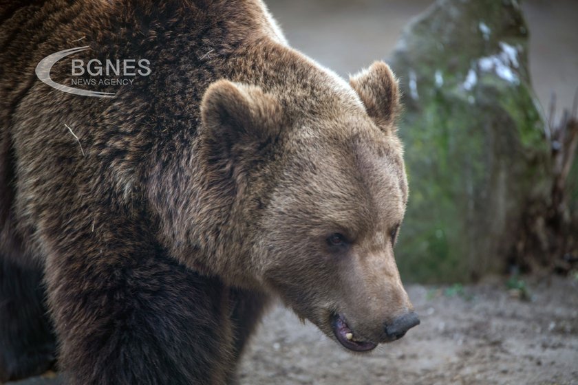 Словакия иска да улесни обстрела на мечки, които според правителството