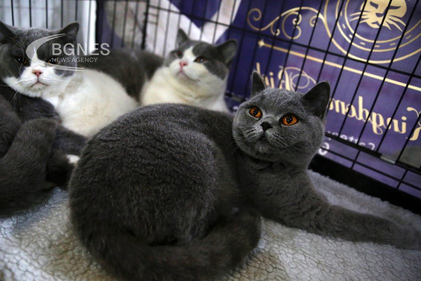 Френска двойка която живее апартамента си с близо 160 котки