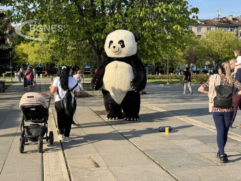 Гигантска панда радва малчуганите в градинката пред НДК предаде репортер