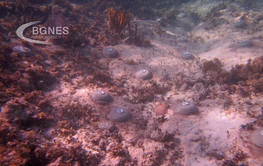 Светът не прави достатъчно, за да защити кораловите рифове, заяви
