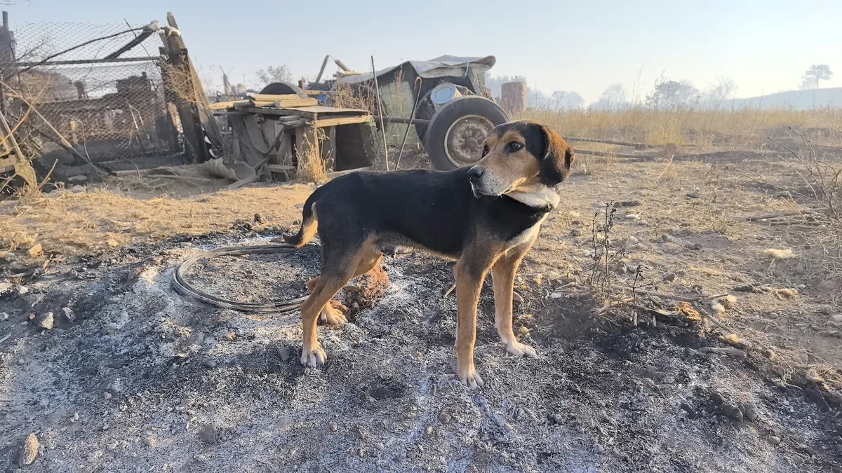 981 огнеборци се борят с пожарите в цялата страна