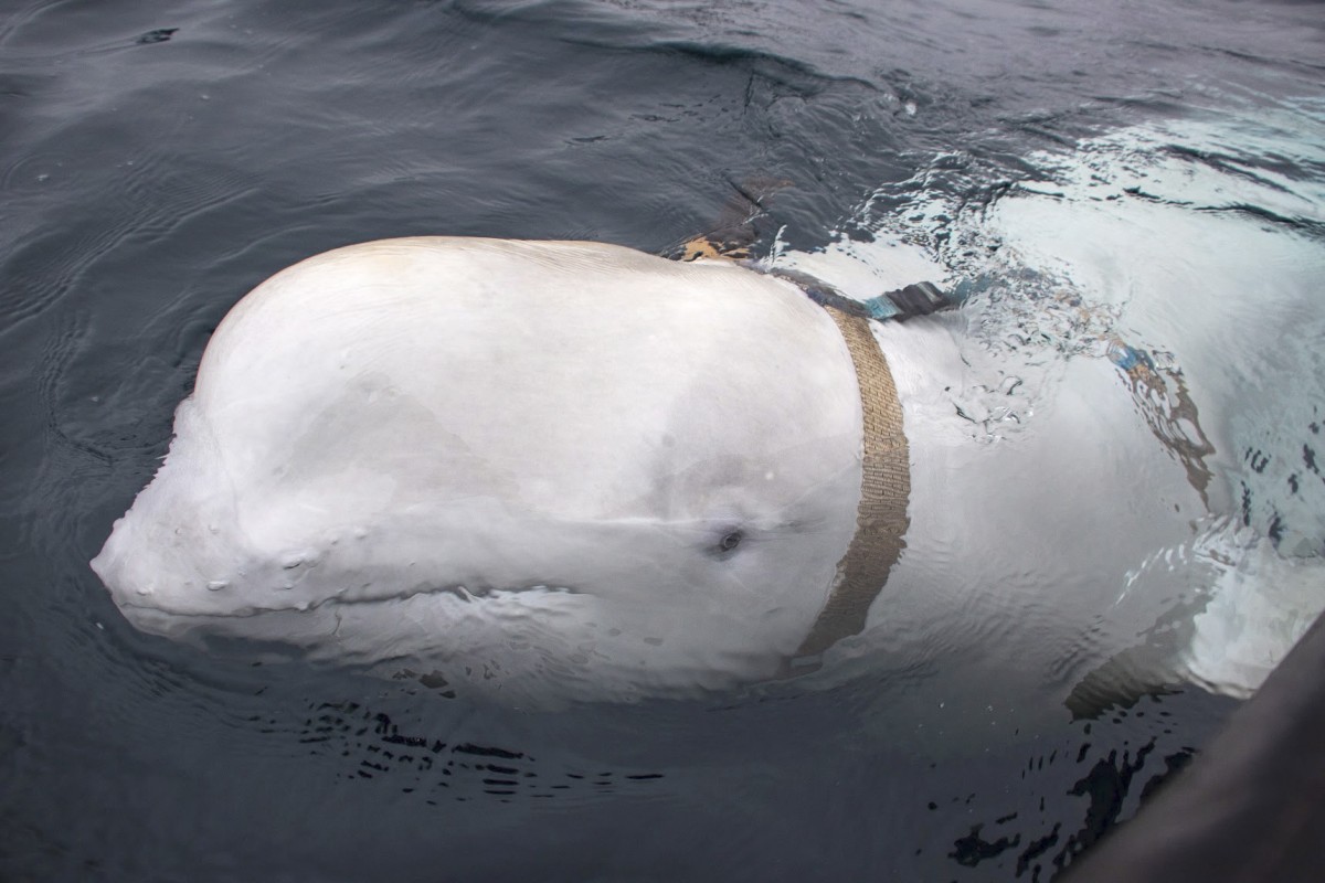 Китове - шпиони: бозайници с доказан военен опит
